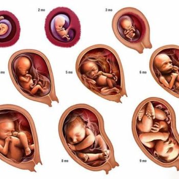 مراحل رشد جنین