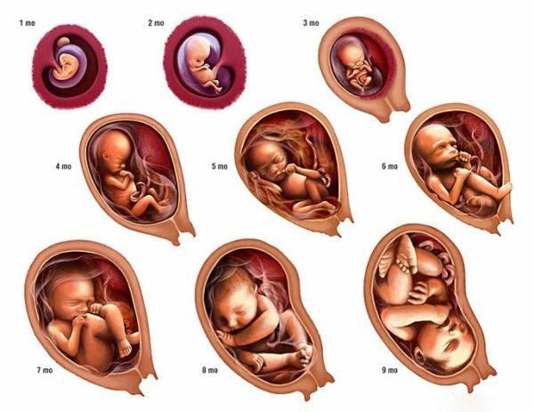 مراحل رشد جنین